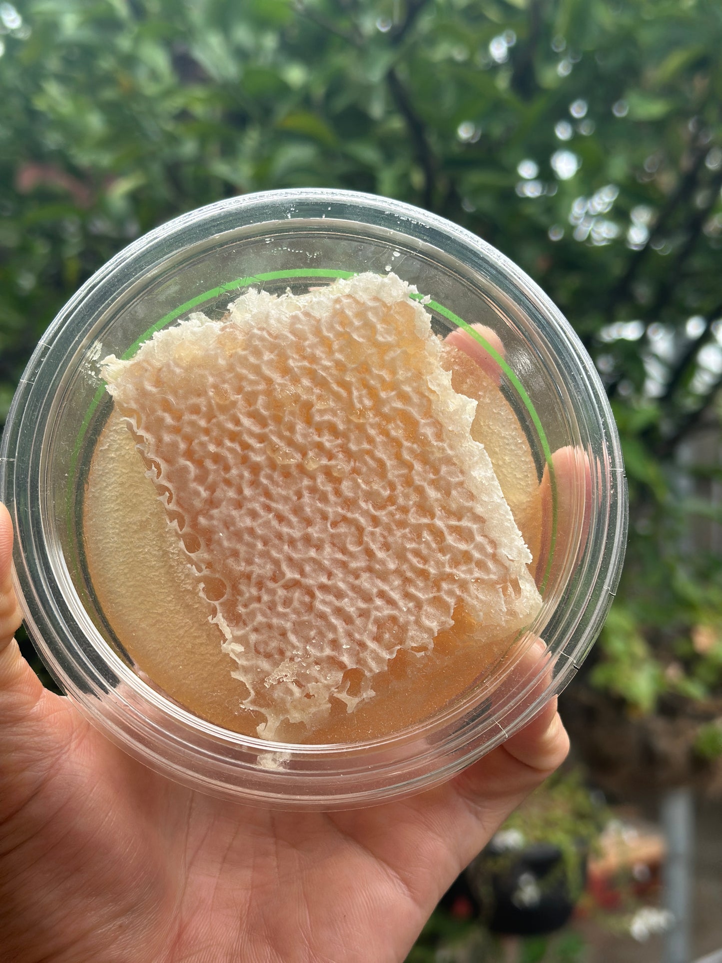 Local Raw Honey Comb ❤️