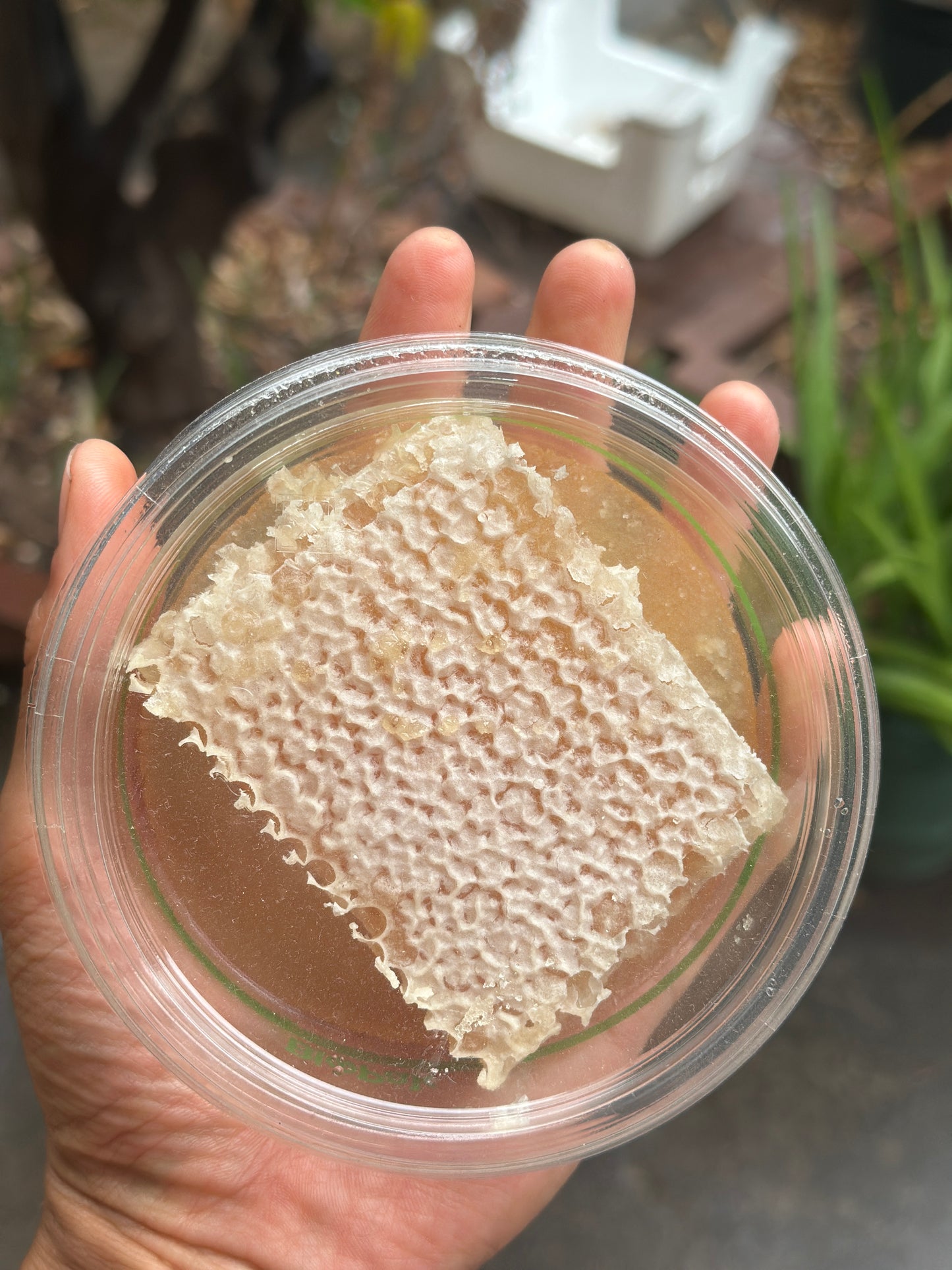 Local Raw Honey Comb ❤️